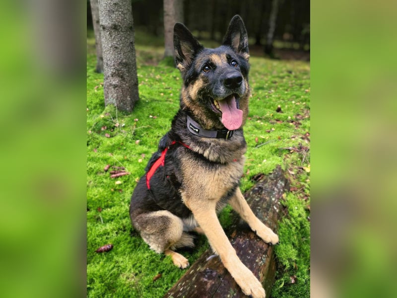 Lila - Anfängerhündin Lila - Anfängerhündin