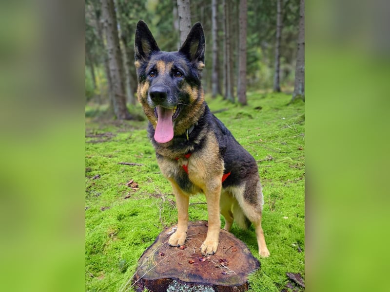 Lila - Anfängerhündin Lila - Anfängerhündin