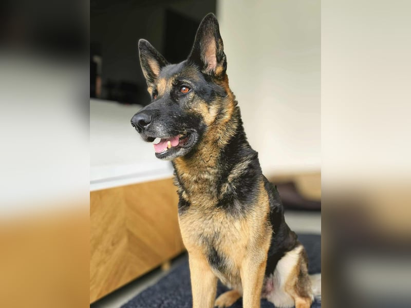 Lila - Anfängerhündin Lila - Anfängerhündin