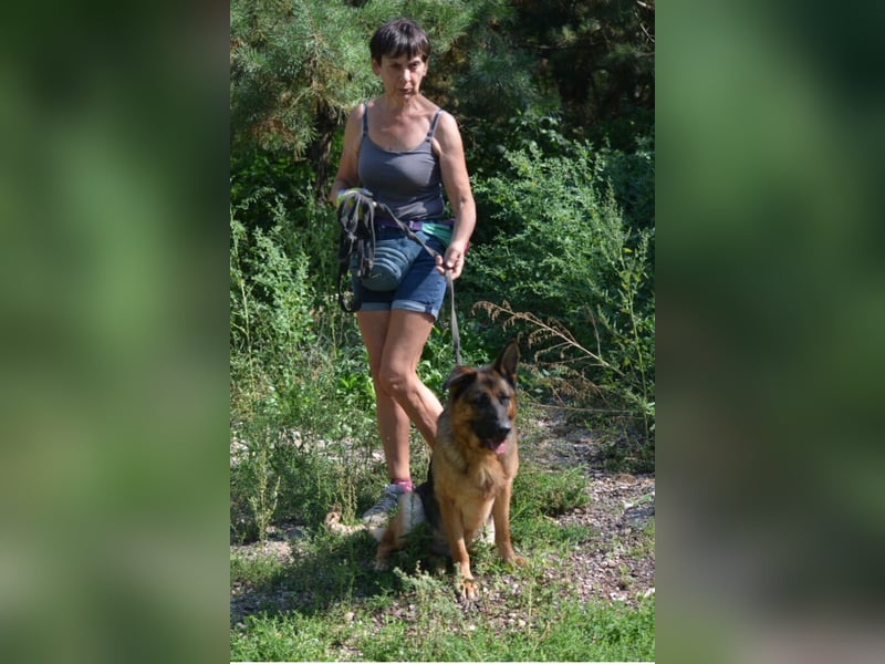 Sehr liebe, imposante Schäferhündin „Doris (II)“, ca. 2021 geboren, sucht Schäfifreunde