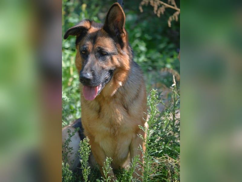 Sehr liebe, imposante Schäferhündin „Doris (II)“, ca. 2021 geboren, sucht Schäfifreunde