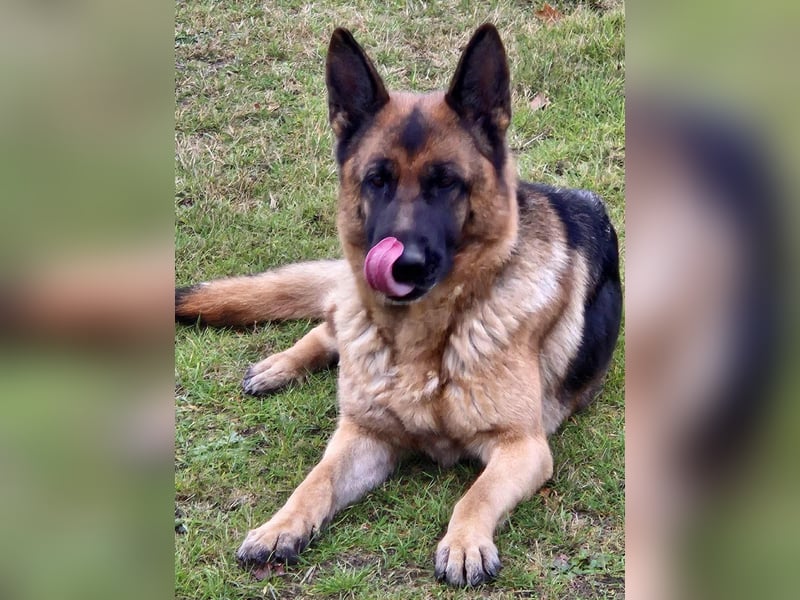 Kiki - ist wachsam&kinderlieb