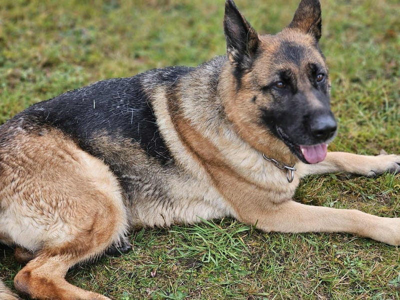 Kiki - ist wachsam&kinderlieb