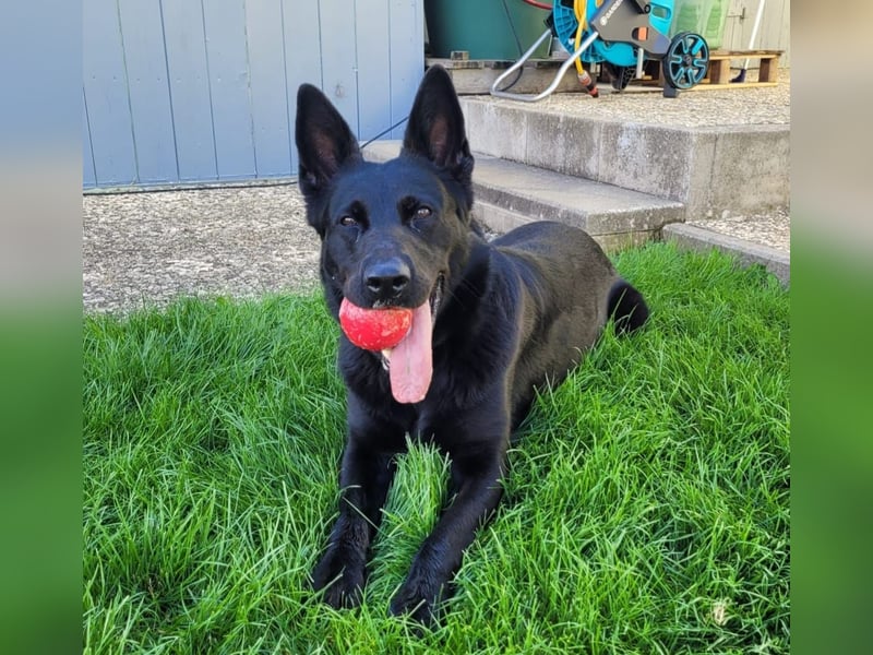 Yoda - sucht Zuhause