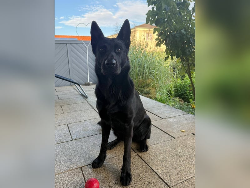 Yoda - sucht Zuhause