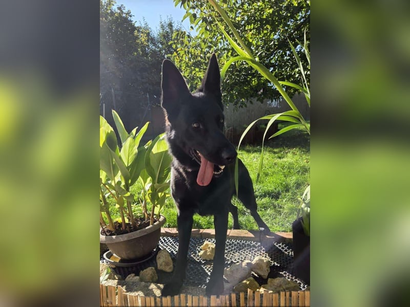 Yoda - sucht Zuhause