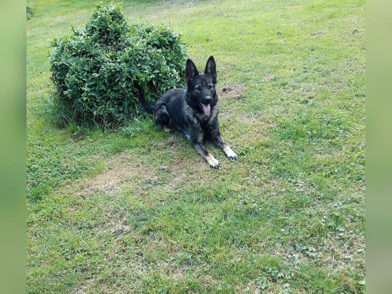 Dringender Notfall – Schäferhündin Bonni in 17039 Dringender Notfall – Schäferhündin Bonni in 17039