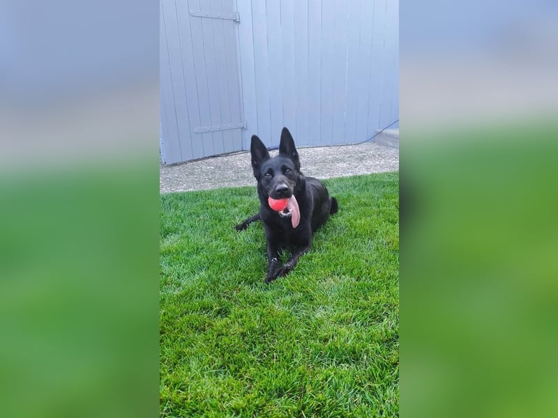 Yoda - sucht Zuhause