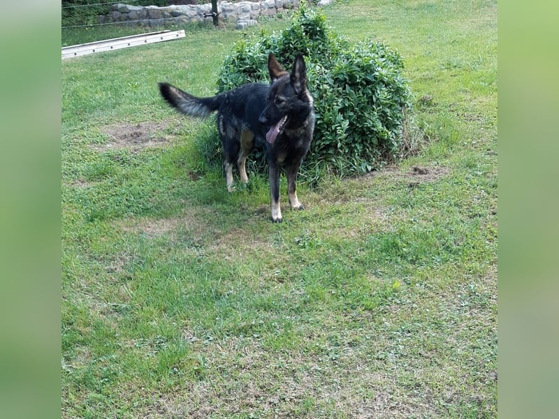 Dringender Notfall – Schäferhündin Bonni in 17039 Dringender Notfall – Schäferhündin Bonni in 17039