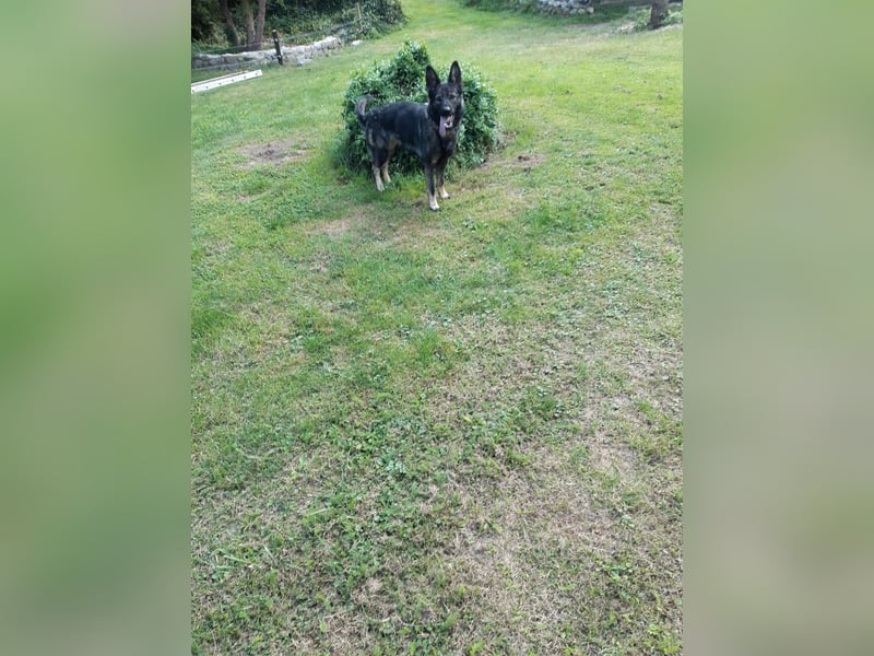 Dringender Notfall – Schäferhündin Bonni in 17039 Dringender Notfall – Schäferhündin Bonni in 17039