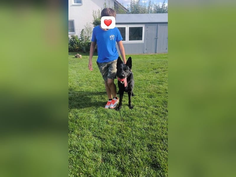 Yoda - sucht Zuhause