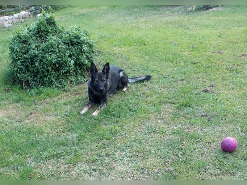 Dringender Notfall – Schäferhündin Bonni in 17039 Dringender Notfall – Schäferhündin Bonni in 17039