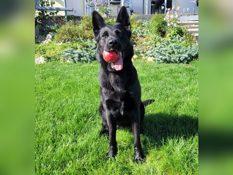 Yoda - sucht Zuhause