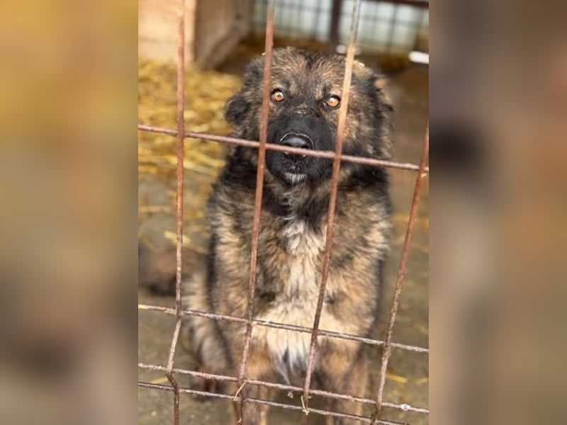 Tierschutz: Schäfi-Mix-Hundedame Donata sucht Anschluss