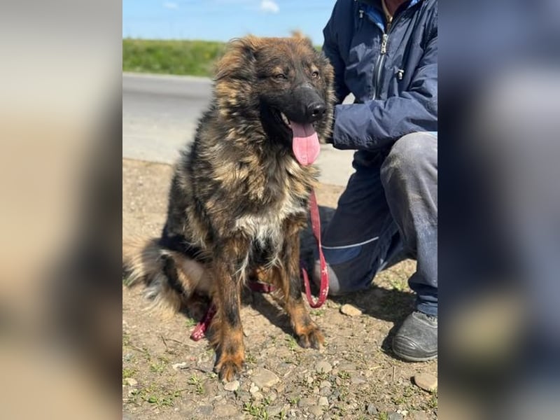 Tierschutz: Schäfi-Mix-Hundedame Donata sucht Anschluss