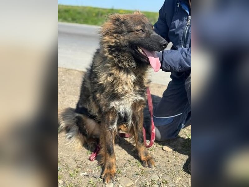 Tierschutz: Schäfi-Mix-Hundedame Donata sucht Anschluss