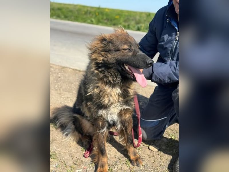 Tierschutz: Schäfi-Mix-Hundedame Donata sucht Anschluss