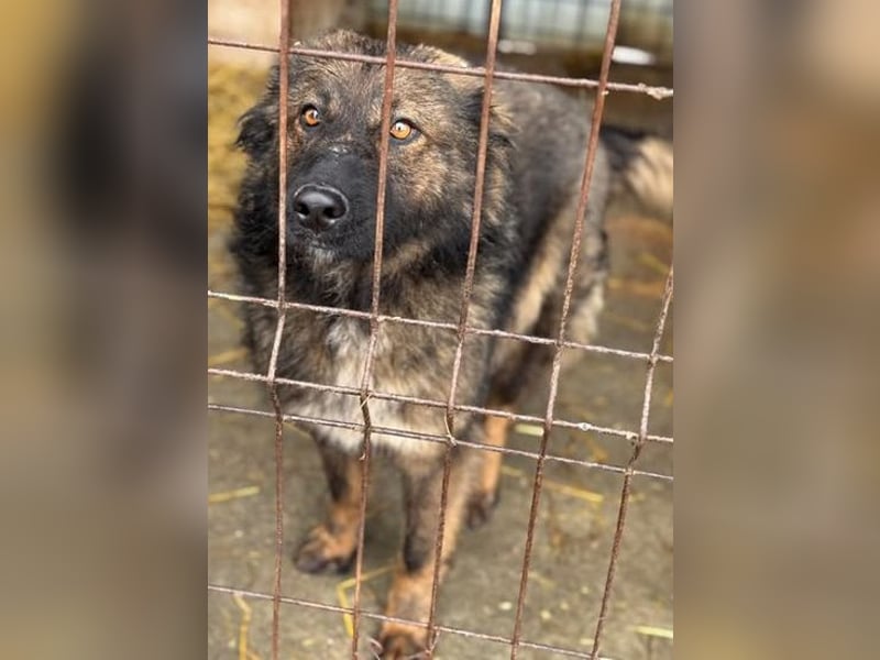 Tierschutz: Schäfi-Mix-Hundedame Donata sucht Anschluss