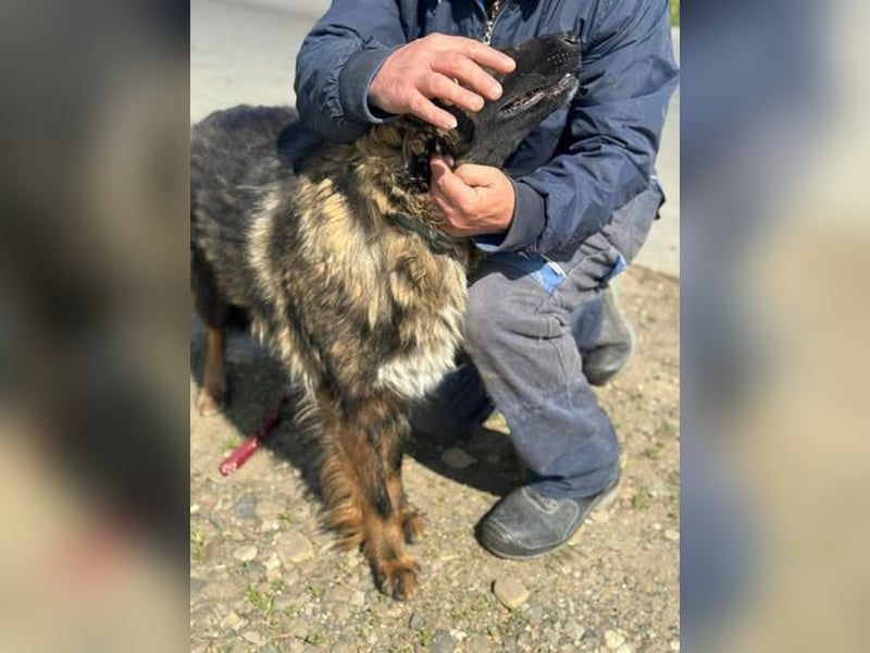 Tierschutz: Schäfi-Mix-Hundedame Donata sucht Anschluss