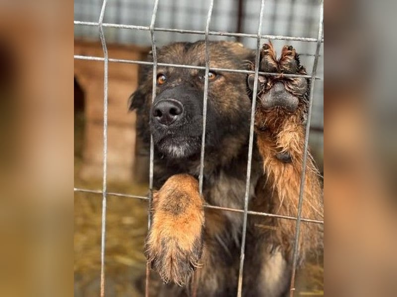 Tierschutz: Schäfi-Mix-Hundedame Donata sucht Anschluss
