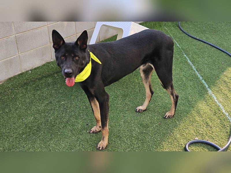 lieber Schäferhund MIx sucht seine Menschen die ihn lieben