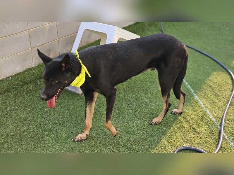 lieber Schäferhund MIx sucht seine Menschen die ihn lieben