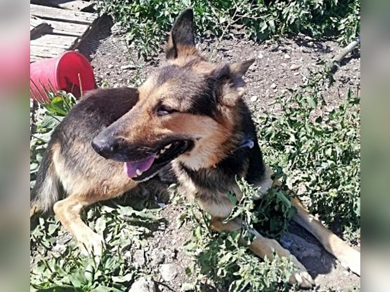 Noah, menschenbezogen und freundlich