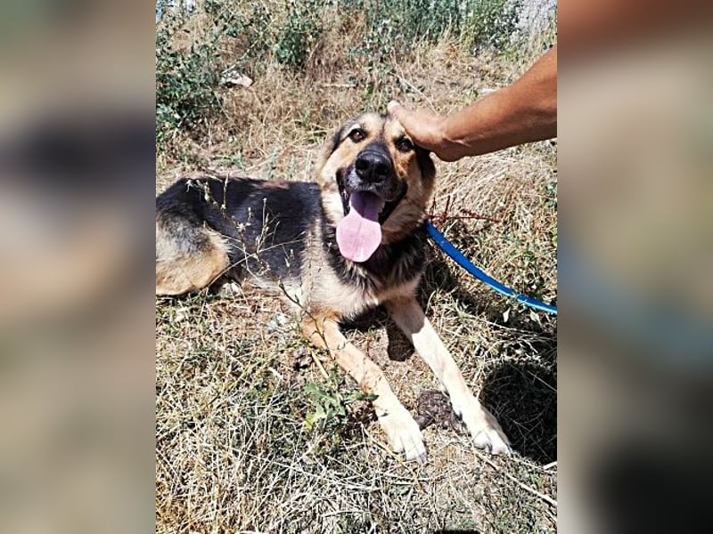 Noah, menschenbezogen und freundlich