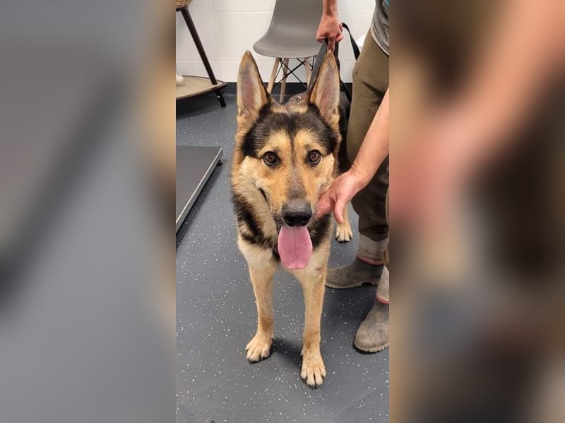 Noah, menschenbezogen und freundlich