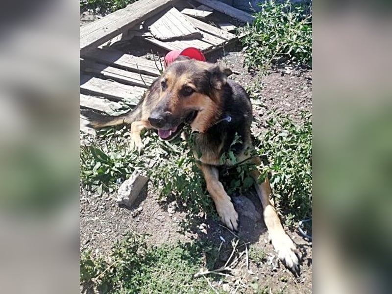 Noah, menschenbezogen und freundlich