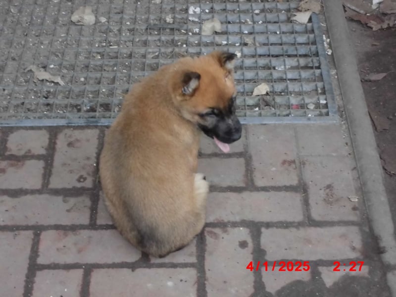 Scheferhundwelpen gerader Rücken