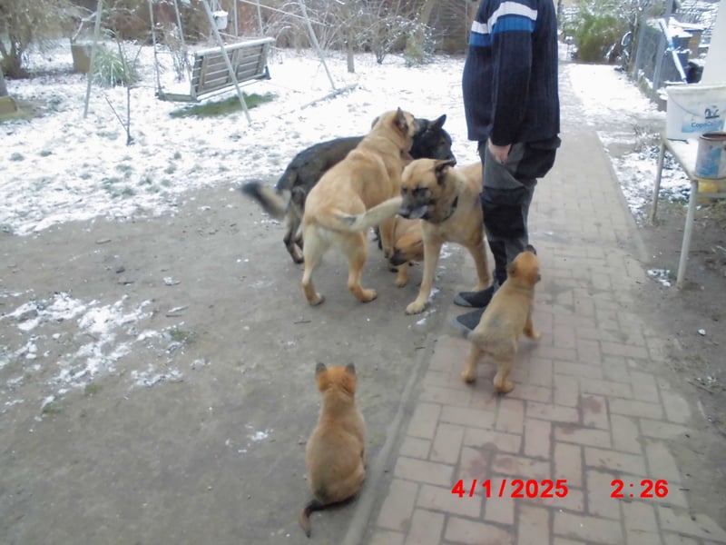 Scheferhundwelpen gerader Rücken
