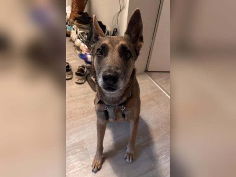 KARLA sucht aktive Menschen und dringend ein neues Zuhause