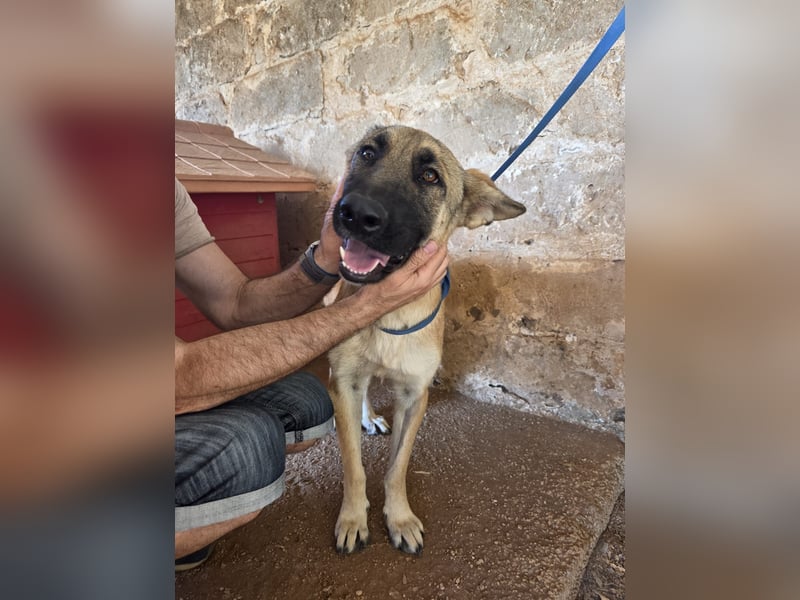 liebste Tara wünscht sich ein sicheres Zuhause