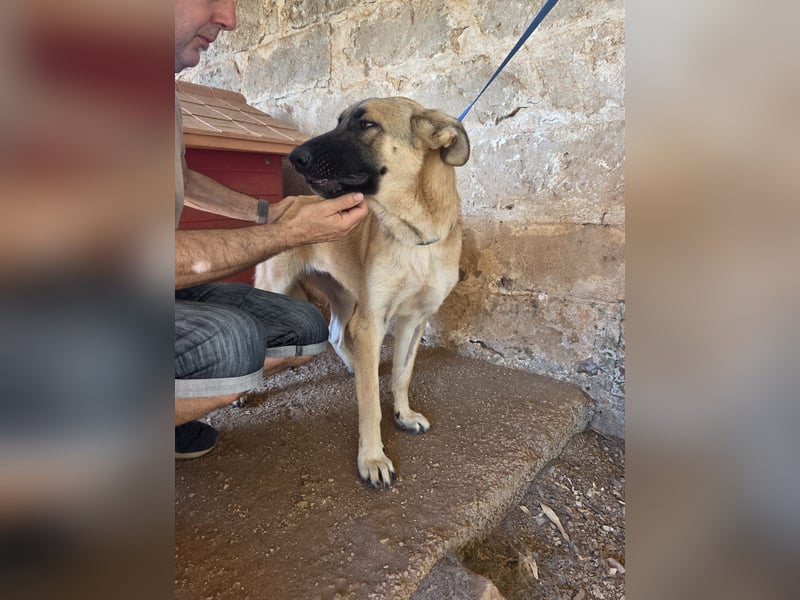 liebste Tara wünscht sich ein sicheres Zuhause