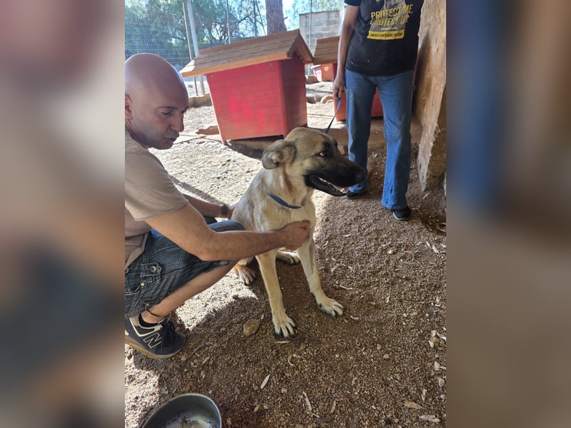liebste Tara wünscht sich ein sicheres Zuhause