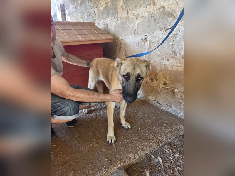 liebste Tara wünscht sich ein sicheres Zuhause