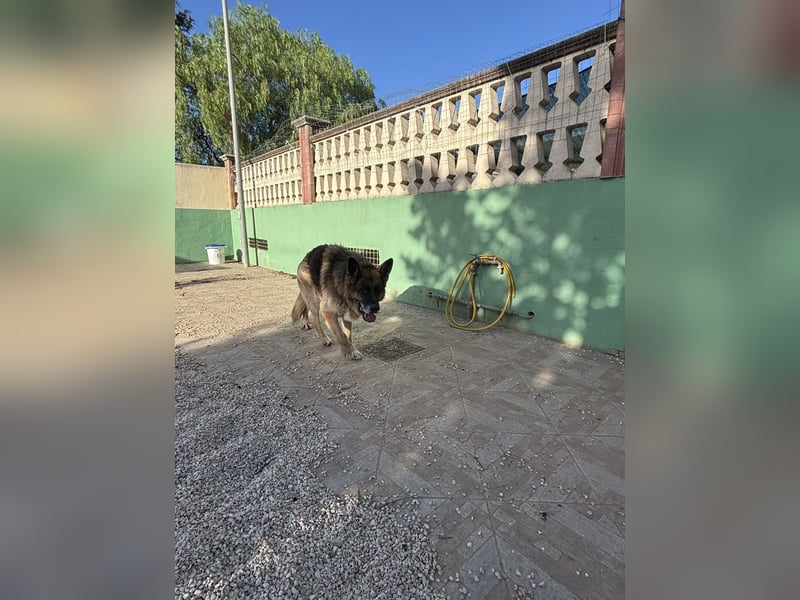 freundlicher Renzo wünscht sich ein Zuhause zum Angkommen