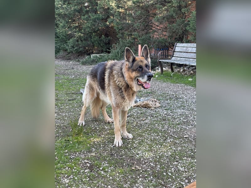 freundlicher Renzo wünscht sich ein Zuhause zum Angkommen