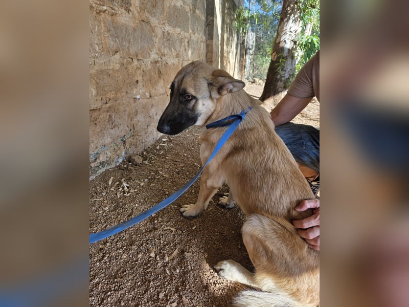 liebste Tara wünscht sich ein sicheres Zuhause