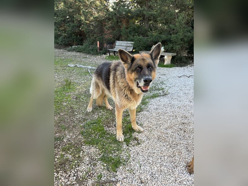 freundlicher Renzo wünscht sich ein Zuhause zum Angkommen