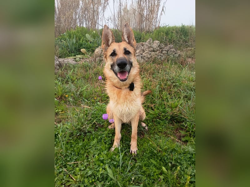 Felicitas sucht ihr sicheres Zuhause