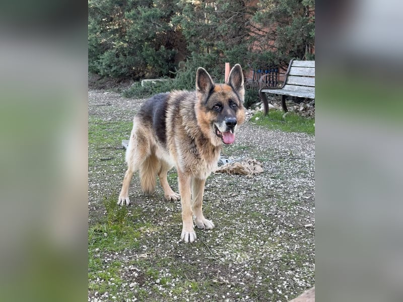 freundlicher Renzo wünscht sich ein Zuhause zum Angkommen