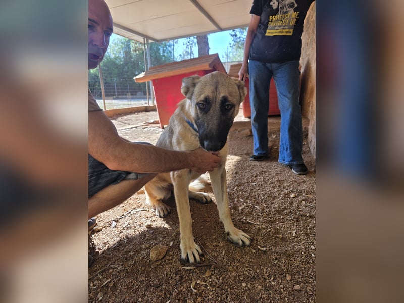 liebste Tara wünscht sich ein sicheres Zuhause