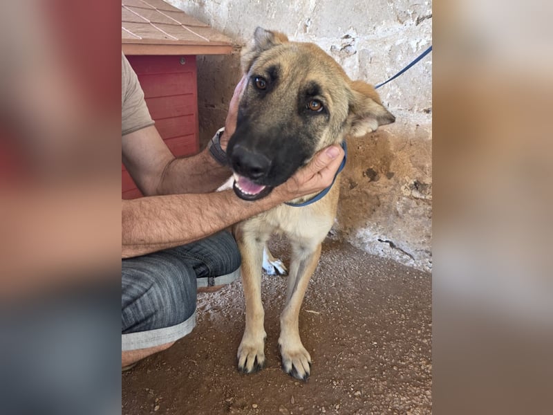 liebste Tara wünscht sich ein sicheres Zuhause