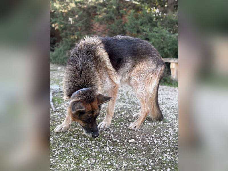 freundlicher Renzo wünscht sich ein Zuhause zum Angkommen