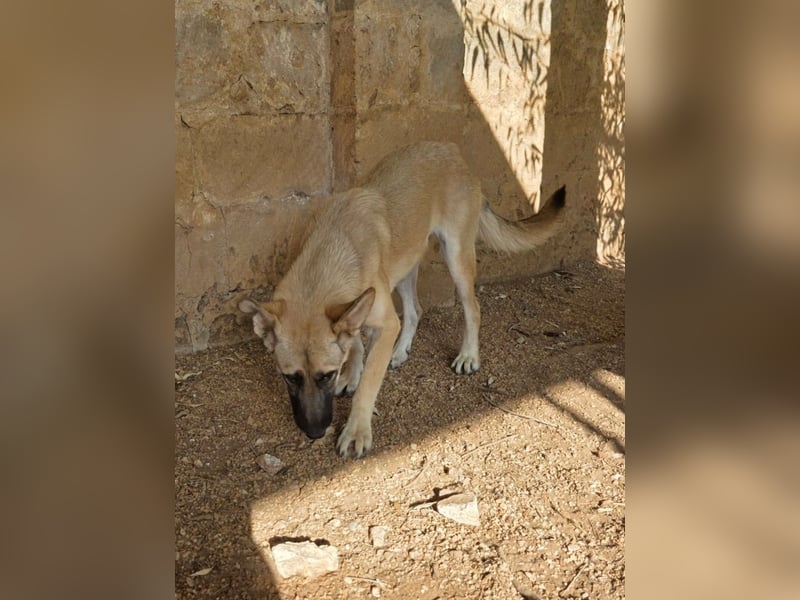 liebste Tara wünscht sich ein sicheres Zuhause