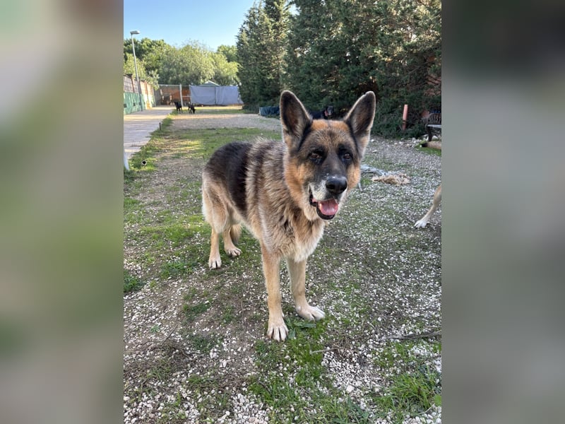 freundlicher Renzo wünscht sich ein Zuhause zum Angkommen