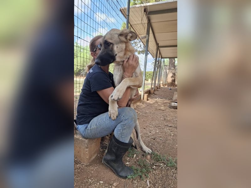 liebste Tara wünscht sich ein sicheres Zuhause