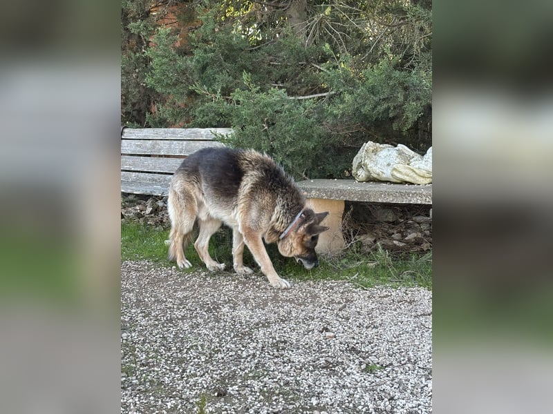 freundlicher Renzo wünscht sich ein Zuhause zum Angkommen